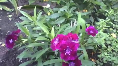 Beautiful dianthus barbatus flowers in the garden, a mix of purple, pink and red [Nature & Animals]
