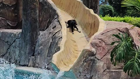Dog Joins Waterslide Ride