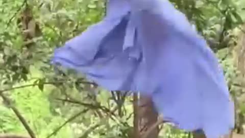 Funny videos 😂 of monkey 🐒🐵🌺