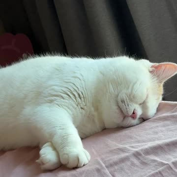 🐱💤 "Kitten Dream Stretch 😻✨ | The Cutest Thing You'll See Today!"