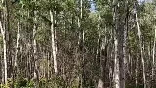 Epic Tree Felling_ Strategic Cuts to Save the Cabin! #fallingatree #livingoffgrid
