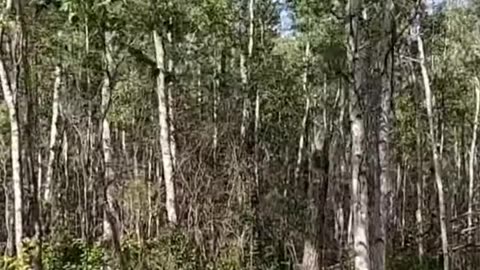 Epic Tree Felling_ Strategic Cuts to Save the Cabin! #fallingatree #livingoffgrid