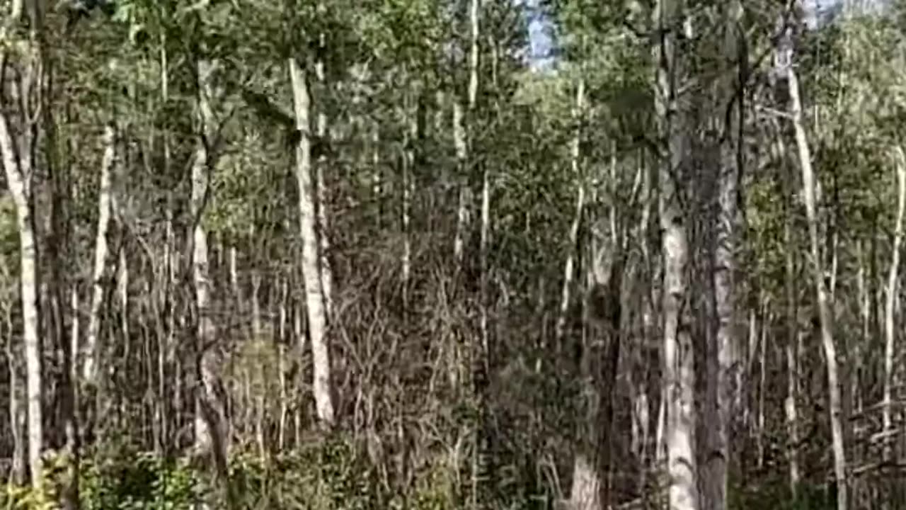Epic Tree Felling_ Strategic Cuts to Save the Cabin! #fallingatree #livingoffgrid