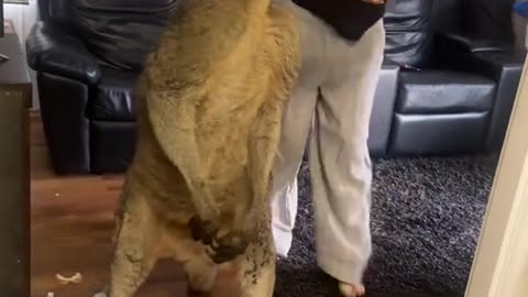 When Your Girls’ Night Gets Crashed… by a Kangaroo 😂🦘