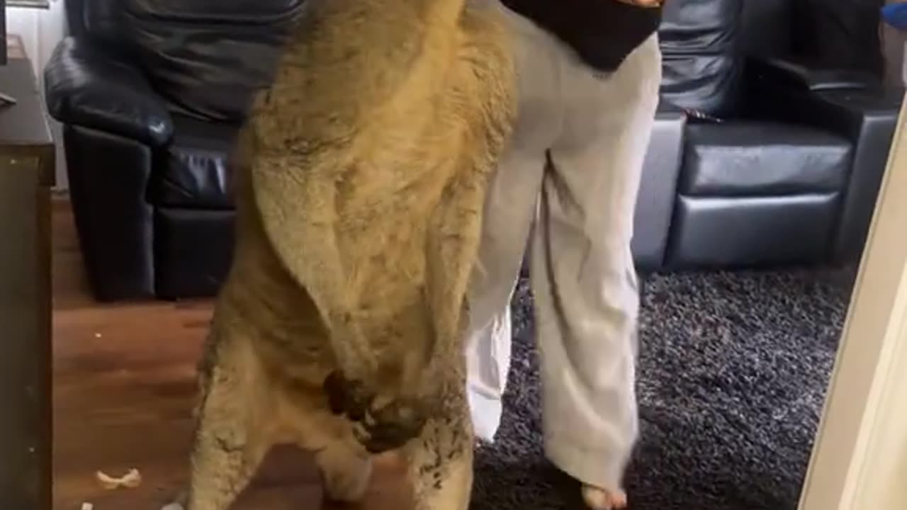 When Your Girls’ Night Gets Crashed… by a Kangaroo 😂🦘