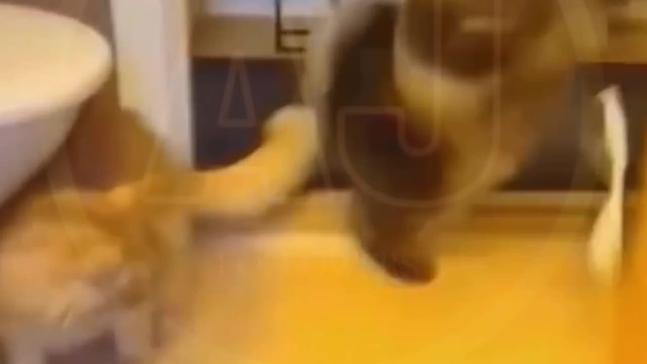 Funny video