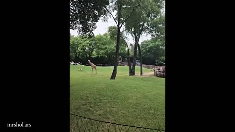 NEW Funniest Animal videos