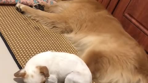 dog behavior