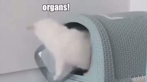 Silly Kitties
