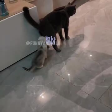 Cats fart? I had no idea 😭🤣