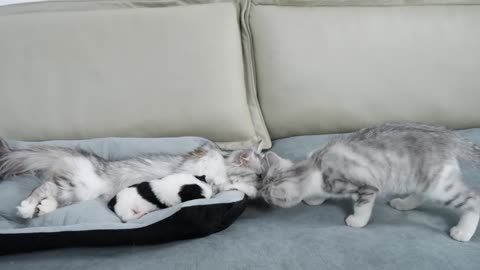 Cat Suspects Abandoned Puppy Is Dead | His Reaction Will Melt Your Heart