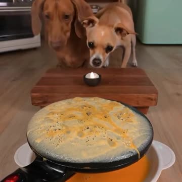 Cute Dogs Having Lunch