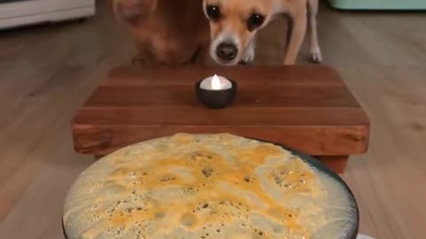 Cute Dogs Having Lunch