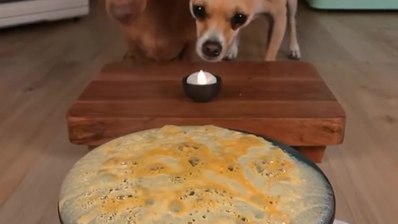 Cute Dogs Having Lunch