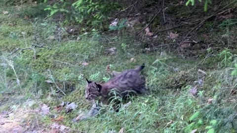 Unexpected Encounter With a Lynx Family