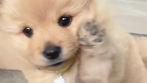 #Dogs Can Heal All Happiness🤗🥰