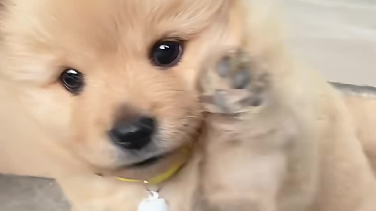 #Dogs Can Heal All Happiness🤗🥰