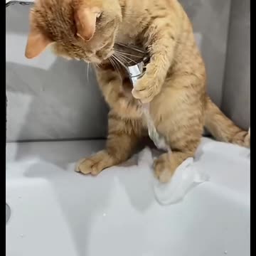 Share this video so much that there is a cat lover in every home