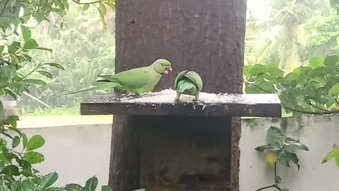 The bird