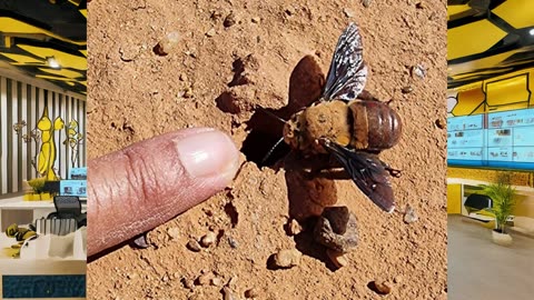 Mind Blowing Facts About Bees