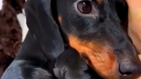 mama dog and her little baby 🥰#funnydog, #dogfails, #cutepuppy,