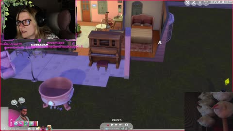 Chicken Live Stream