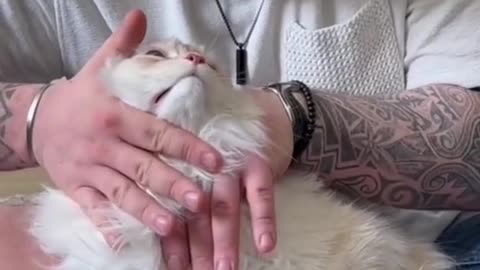 Cat tries to copy owner's workout... and fails spectacularly!