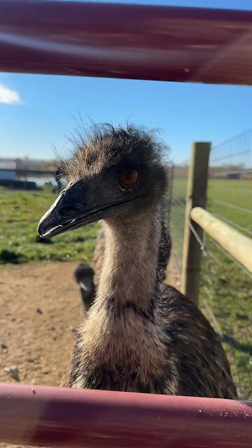 Emu bird