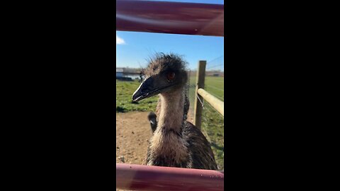 Emu bird