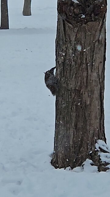 This Squirrel is not Hibernating