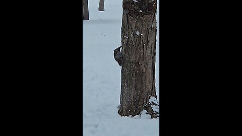 This Squirrel is not Hibernating