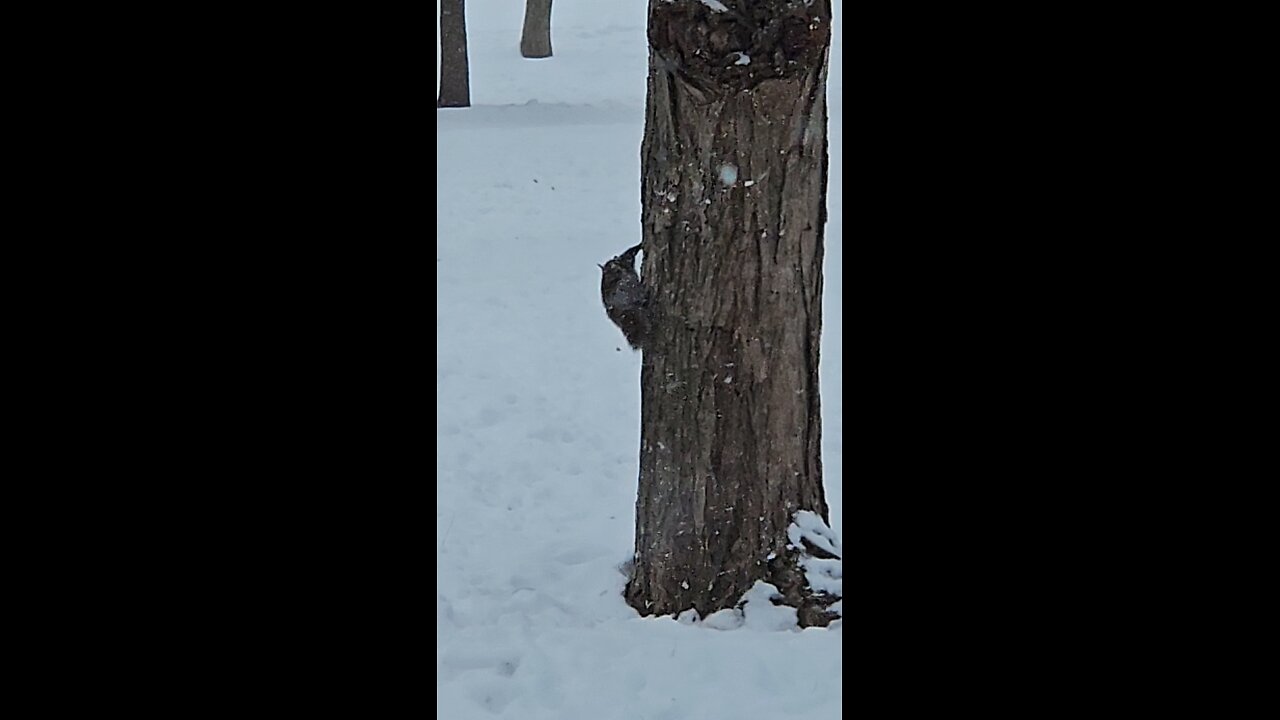 This Squirrel is not Hibernating