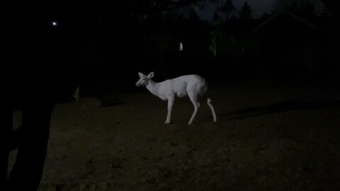White Deer Eating in Backyard
