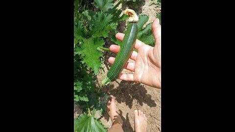 Fresh Garden Goodness...