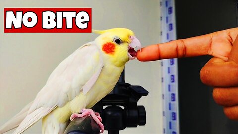 Cockatiel Forget to Bite Me Today- No Bite,Just Love
