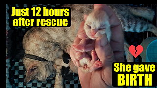 Pregnant Cat Gives Birth Just 12 Hours After Rescue 💔 | Rescue Story