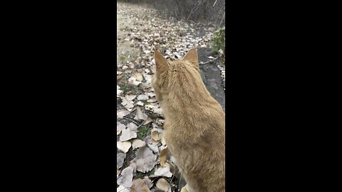 Companion. Best cat of the world.