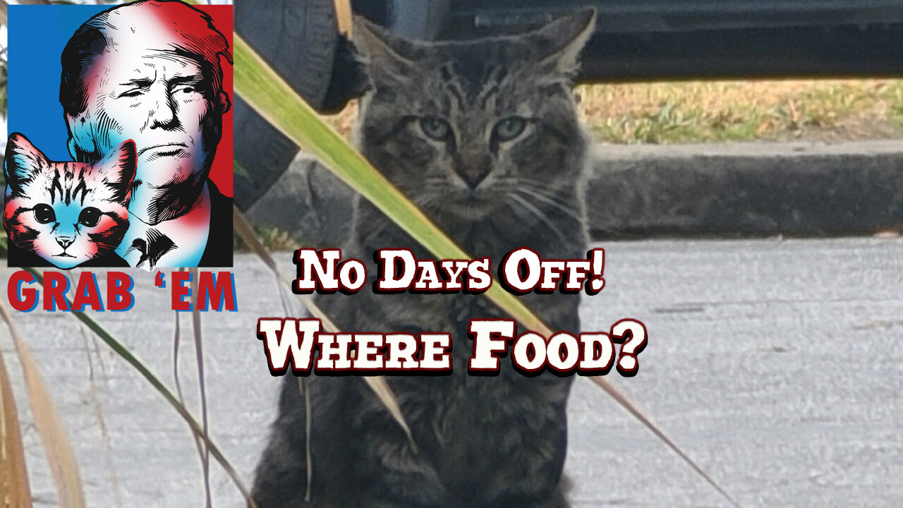 🐱 308th Day in a Row Feeding Feral and Stray Cats | Long Beach, California | Thursday | 04-03-25