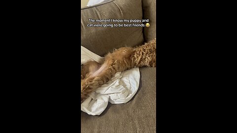 When Your Dog Loves Your Cat a Little Too Much