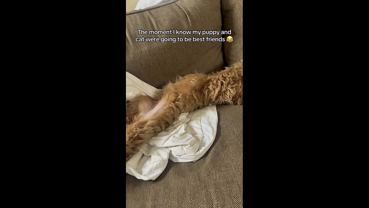 When Your Dog Loves Your Cat a Little Too Much