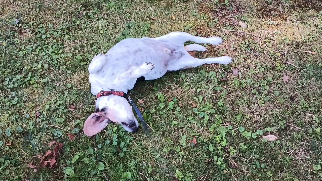 Bandit
