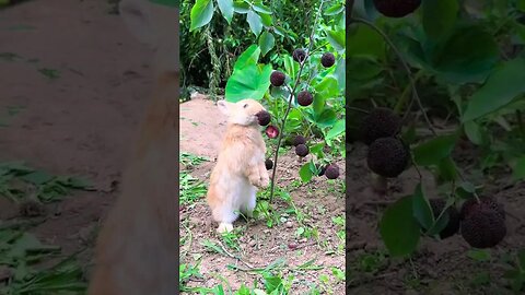 Rabbit eats sweet and sour bayberry, cute pet debut plan, rabbit, pastoral cute pet