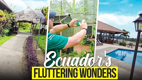 Fluttering Wonders: Ecuador's Enchanting Butterfly Farm 🦋