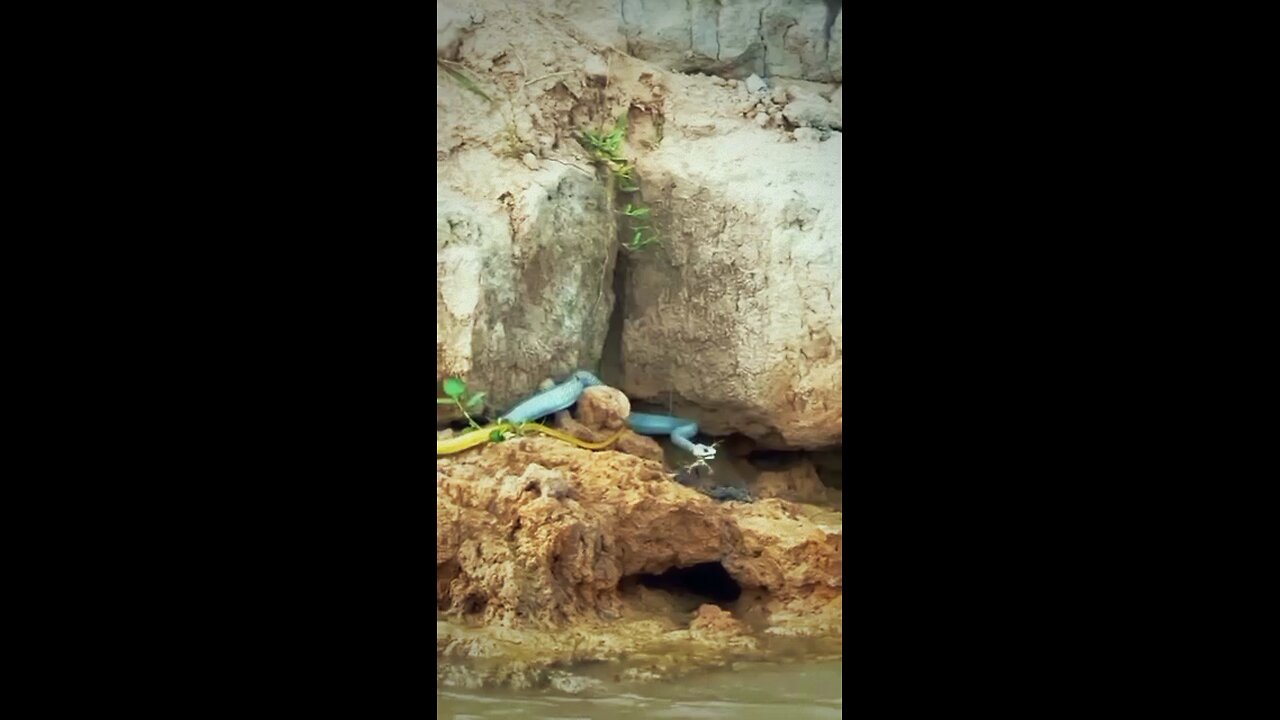 blue snake
