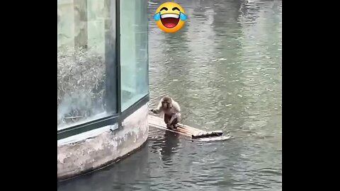 Funny Monkey Boating Video