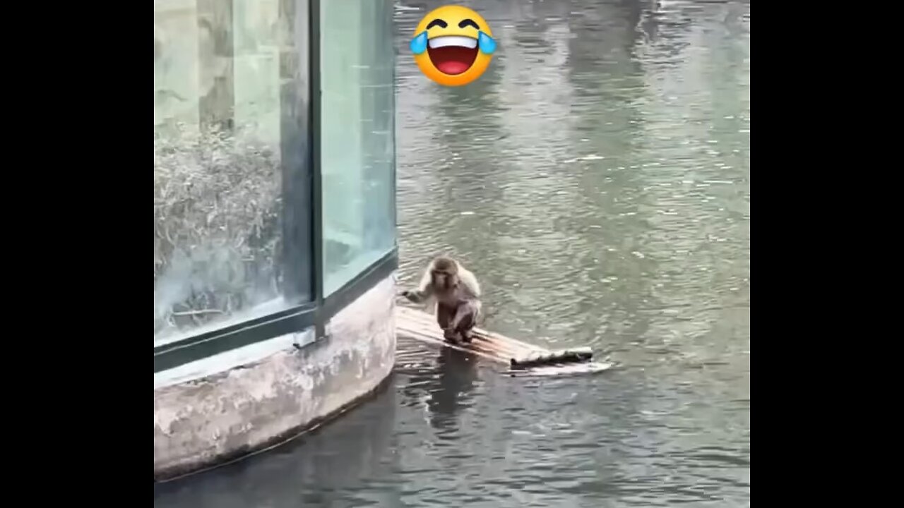 Funny Monkey Boating Video