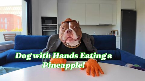 Dog with Hands Eating a Pineapple! 🍍🐾 #FunnyDog #PineappleLover #DogEating