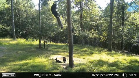 Bear Proofing a Deer Feeder?