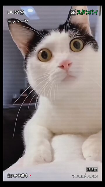 How my kitten drinks her medicine #cute #cat