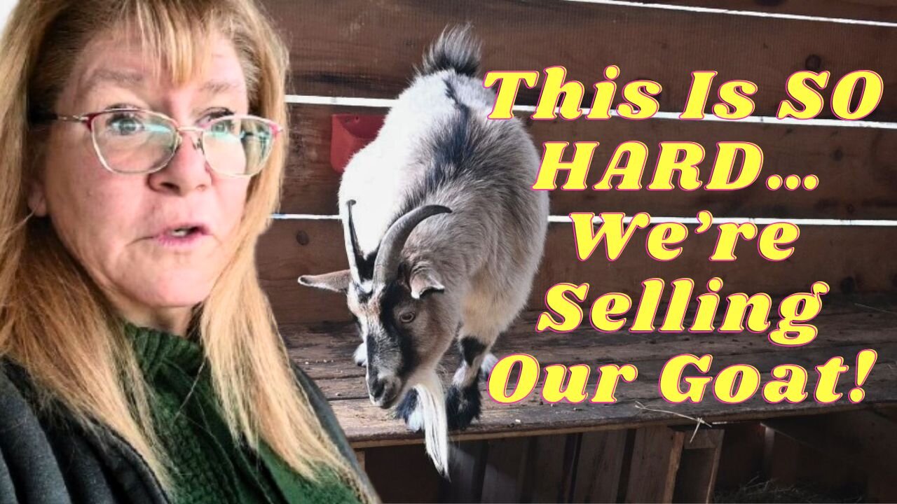 UNFORTUNATELY We Have To SELL Our GOAT!